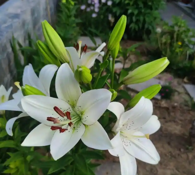 百合花叶子发黄