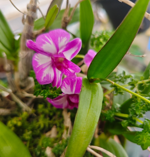 石斛兰叶子变黄的解决办法