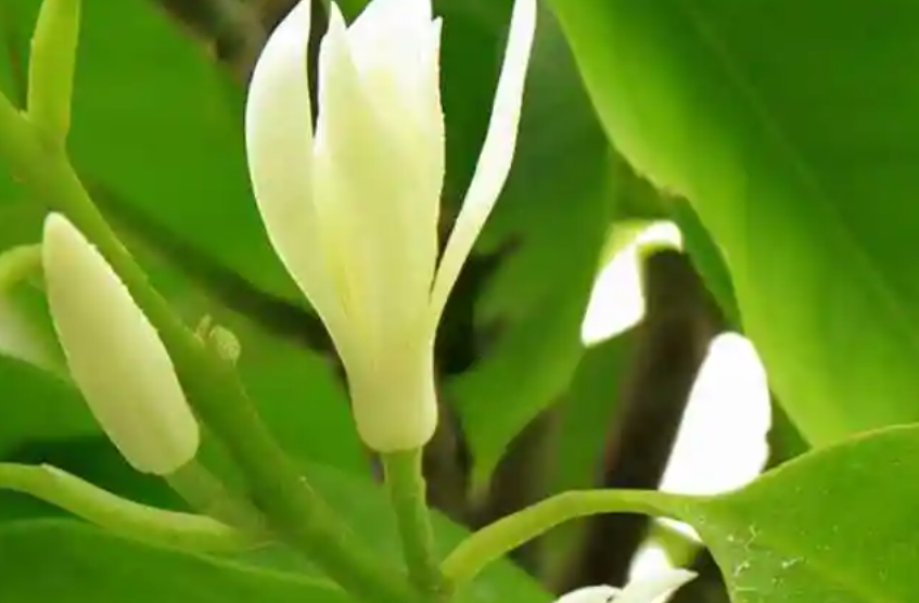 白兰花叶子发黄怎么办