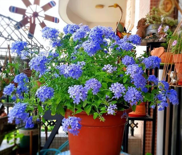 如何选择适合年轻人养护的花卉绿植