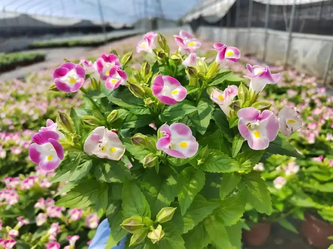 2025年度浙江省林业种苗花卉工作座谈会暨花卉业产销形势分析会在金华召开 