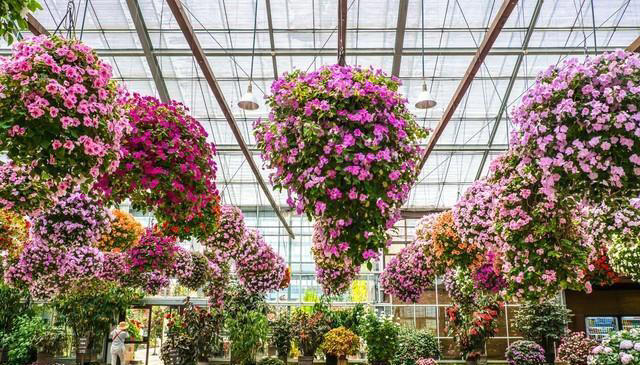 家庭农场新趋势：花卉水果蔬菜同生，创造绿色家庭新景象