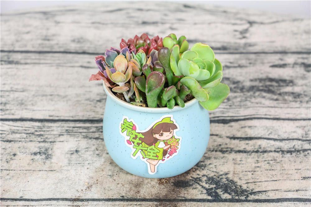 冬天多肉冻伤了怎么办