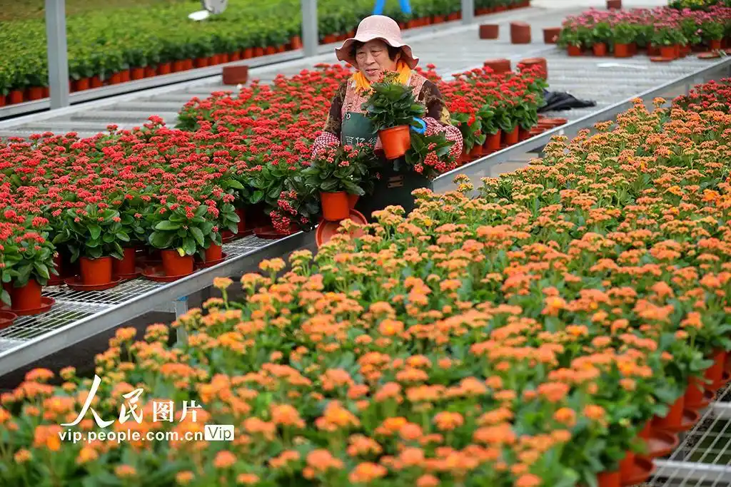 青岛：&ldquo;花卉经济&rdquo;助力乡村振兴