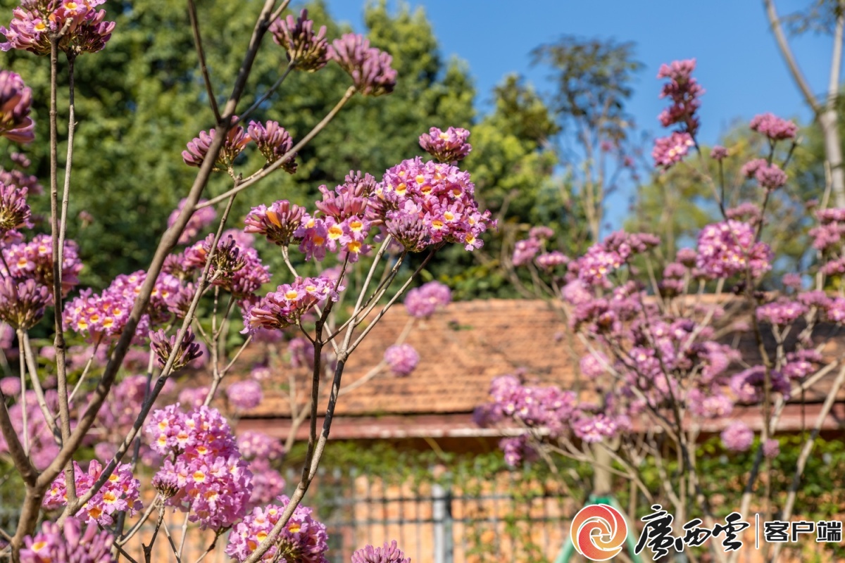 赏花观叶正当时丨都市花香沁心脾
