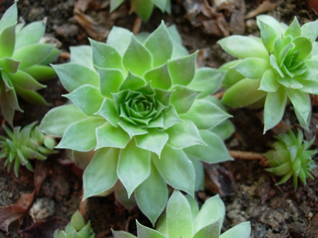 办公室绿植发黄