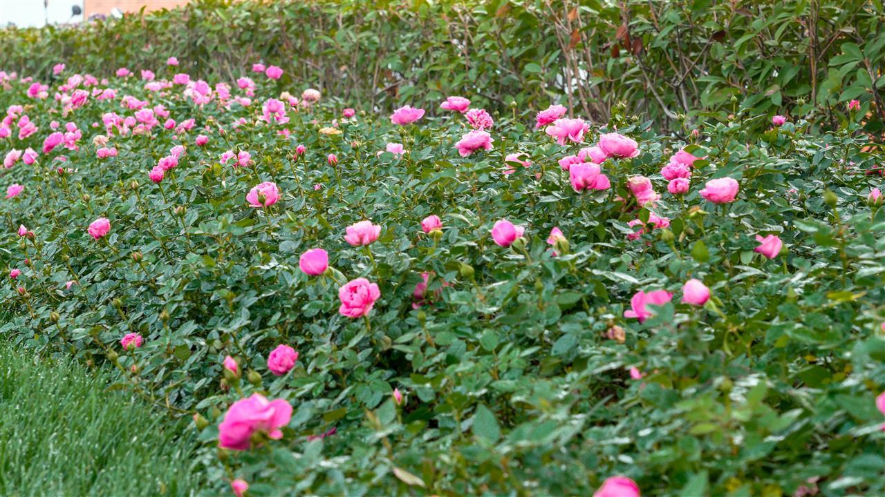 阜阳：花卉产业助农增收