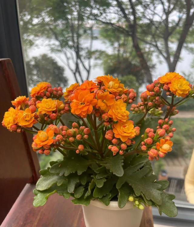 冬日花卉养护：做好 3 点，叶片翠绿不发黄