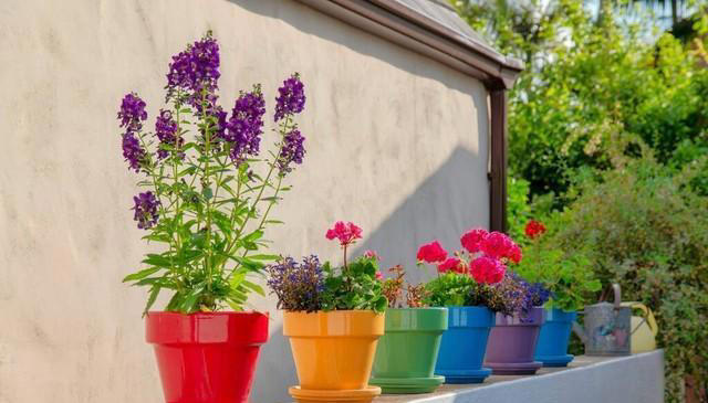 花卉换盆小细节决定花草成活率