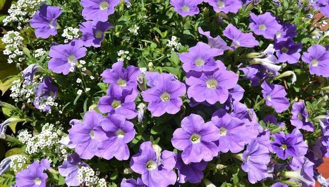 宿根花卉在园林绿化中的应用