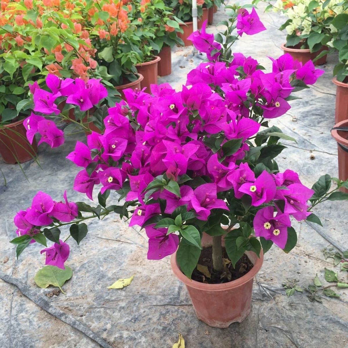 冬季必入 9 种喜庆红花：室内养一盆，寒冬添暖意