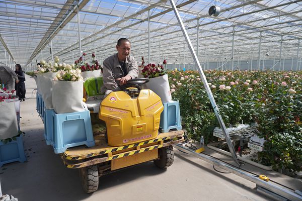 丽江鲜切花成外贸亮眼名片