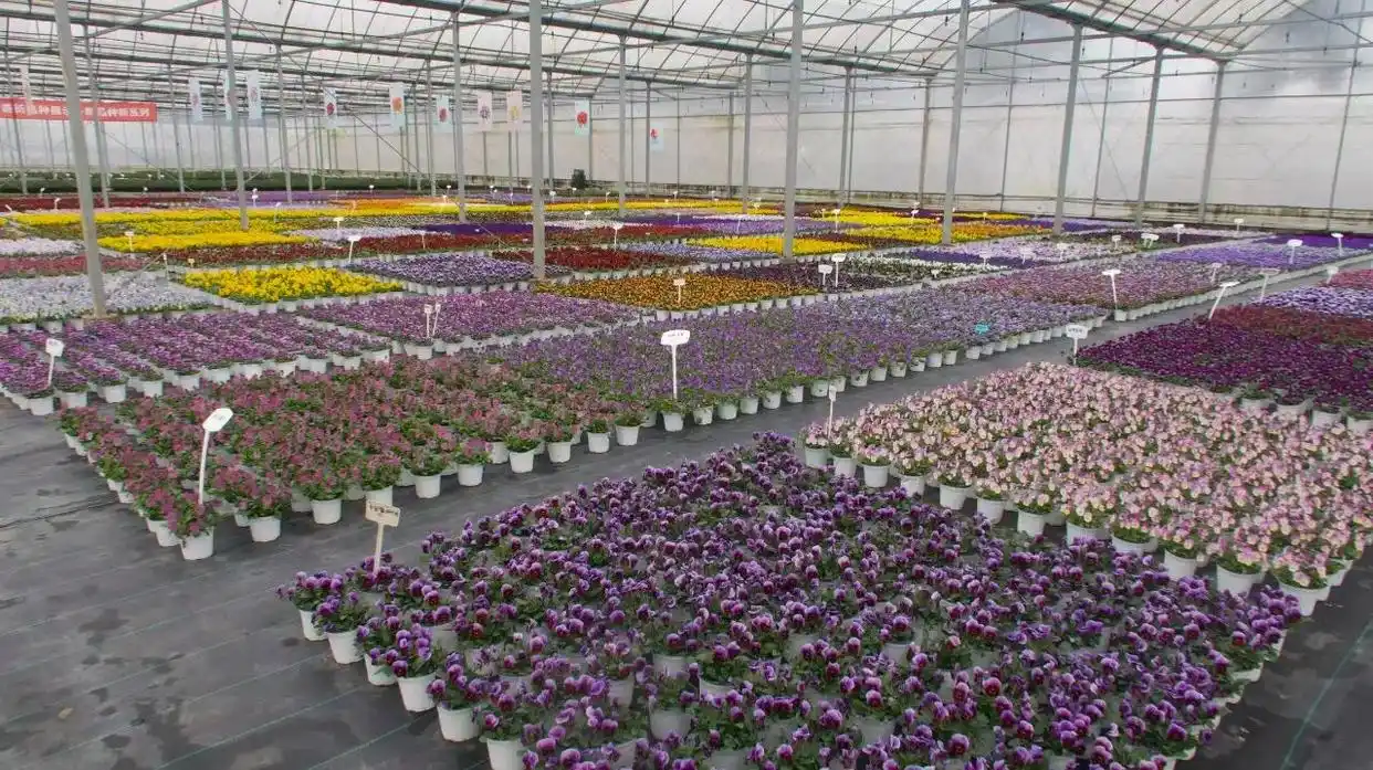 金山 "美丽经济" 绽放