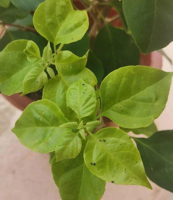 花卉盆栽叶子突然变黑怎么办