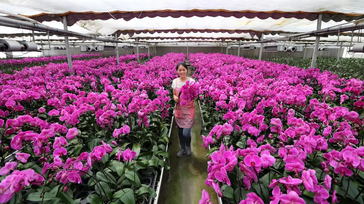 江苏淮阴：科技赋能年宵花 一朵兰花富一