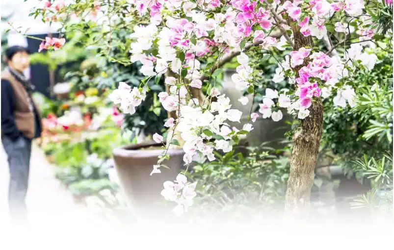 日照花卉市场人气渐浓