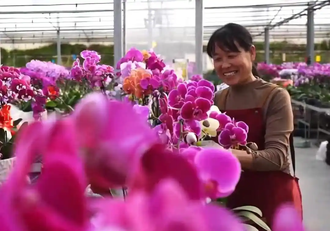 潍坊青州年宵花市场抢占新春先机