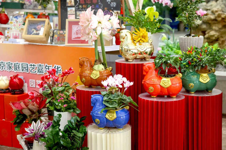 福建水仙、浙江杜鹃，全国8个花卉主产区为北京带来特色年宵花