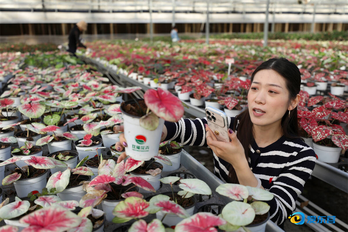 方寸屏幕绽放&ldquo;美丽经济&rdquo;&mdash;&mdash;东营区花卉直播为乡村振兴注入&ldquo;数字芬芳&rdquo;