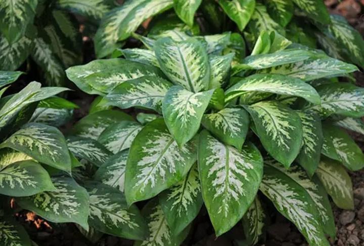 花叶万年青