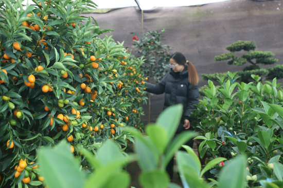 河南镇平：&ldquo;美丽经济&rdquo;绽放乡村 苗木花卉赋能振兴