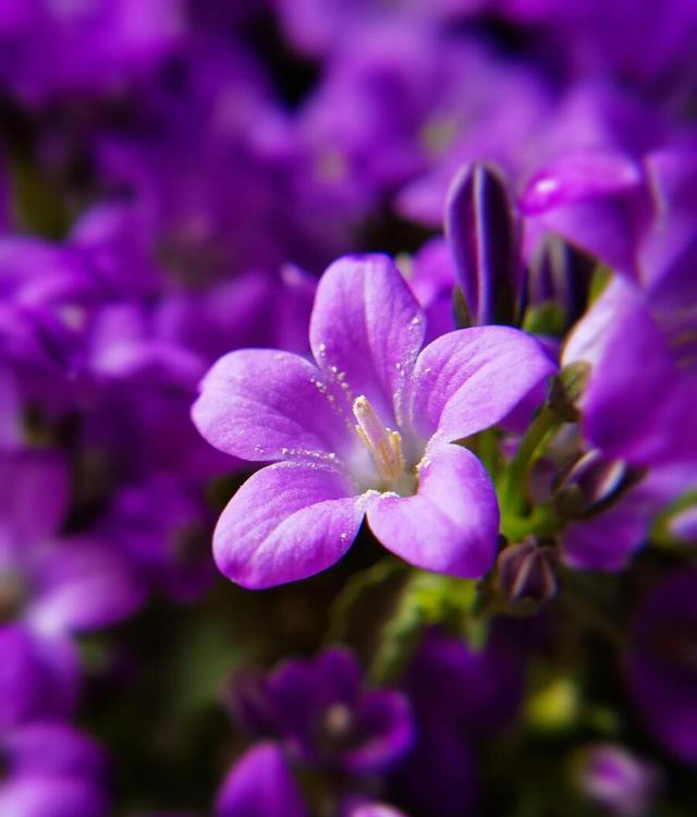 丹麦风铃冬季花卉市场 C 位出道！