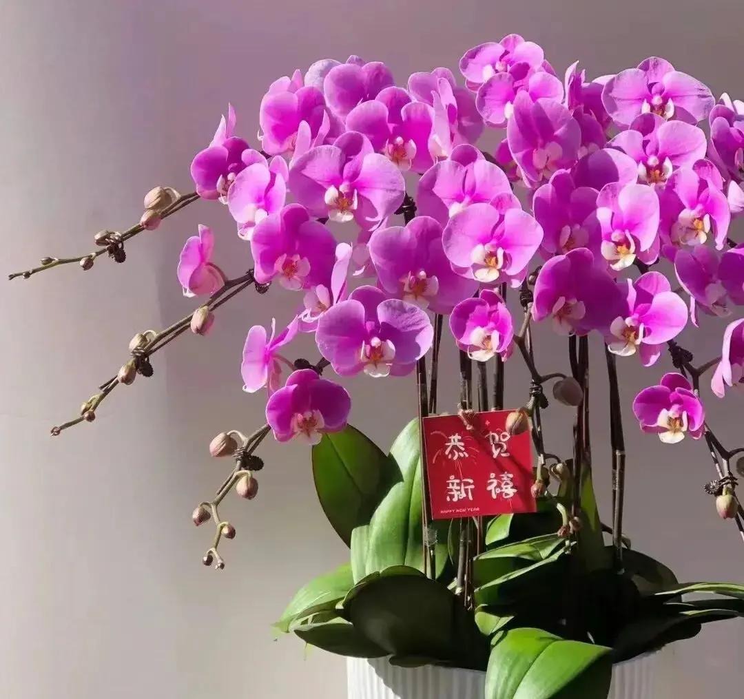 哪些年宵花漂亮好养活?养花新手选购指南