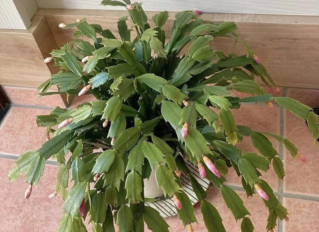 蟹爪兰养护 4 个小妙招