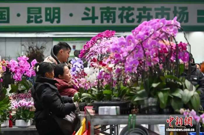 昆明斗南花卉市场年宵花受青睐