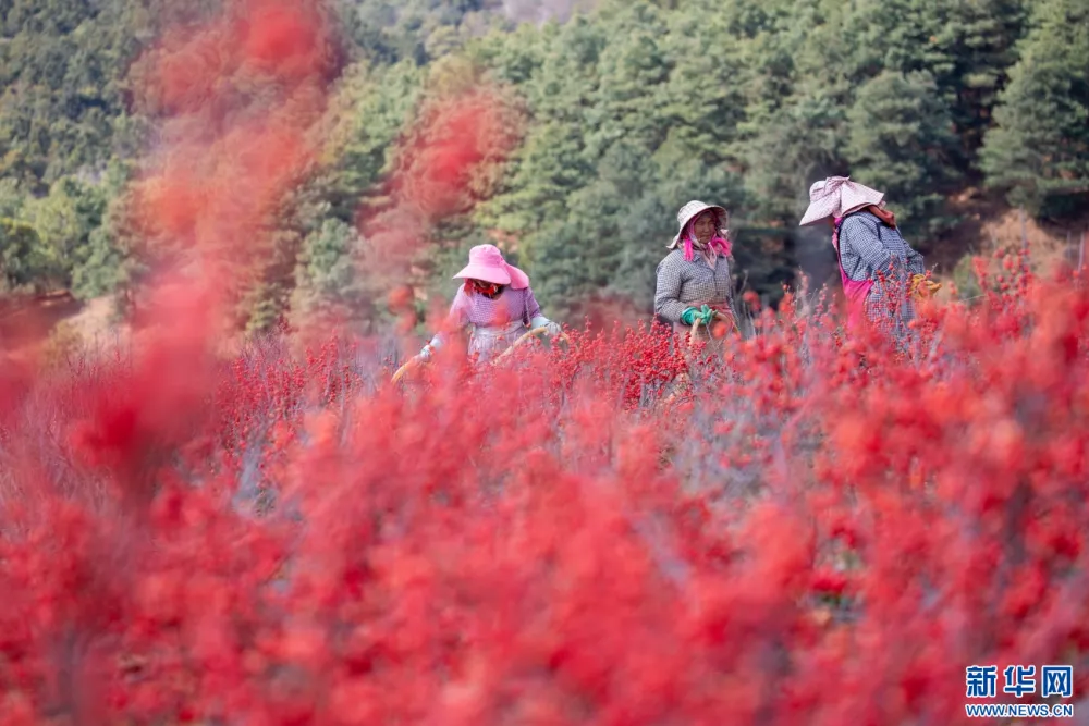曲靖：特色花卉种植促农旅融合