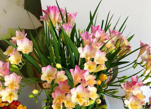 庭院植物精选指南：选对植物，让家的角落焕发活力