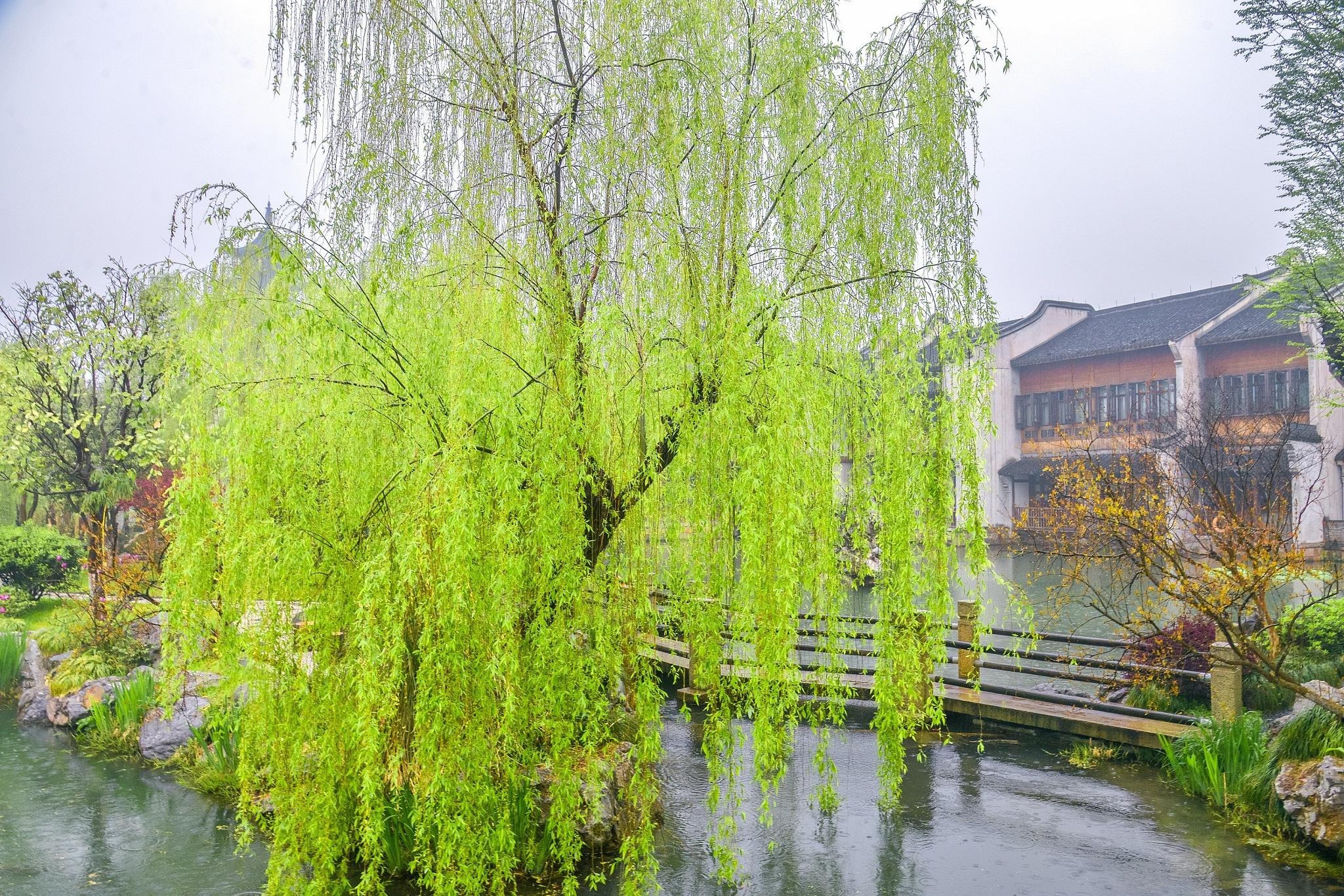 垂柳