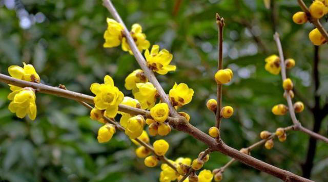 8 种耐寒香花，寒冬也能绽放芬芳