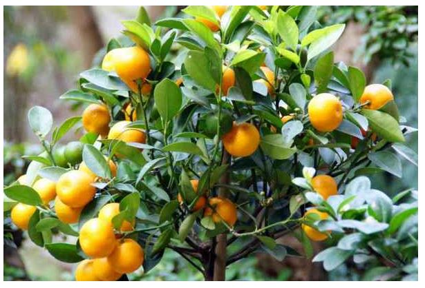 金桔叶子打卷怎么办？怎么拯救