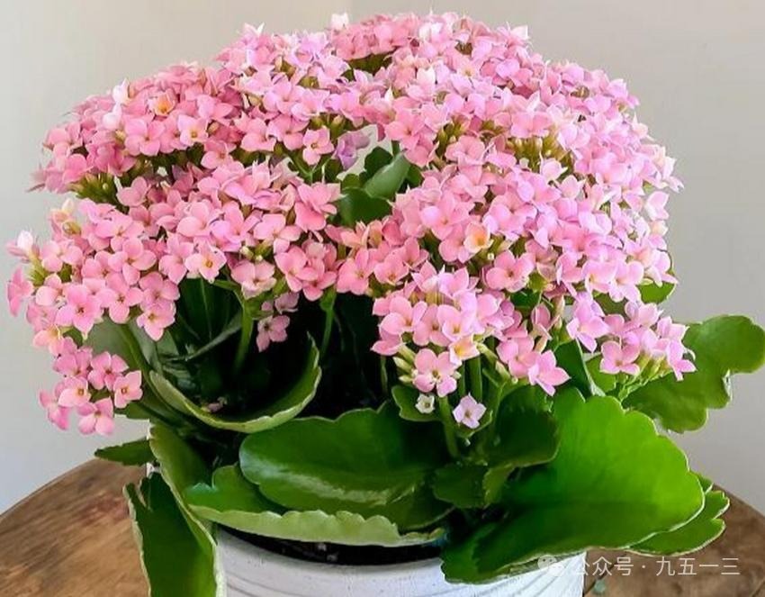 记住这3种花，冬天要多施磷钾肥，噌噌长花苞