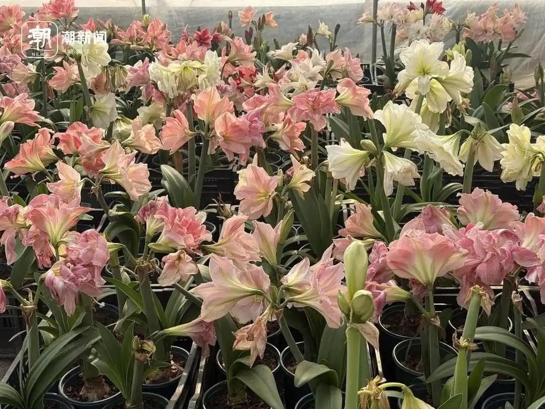 曾经百元一株 网红年宵花卖不动了