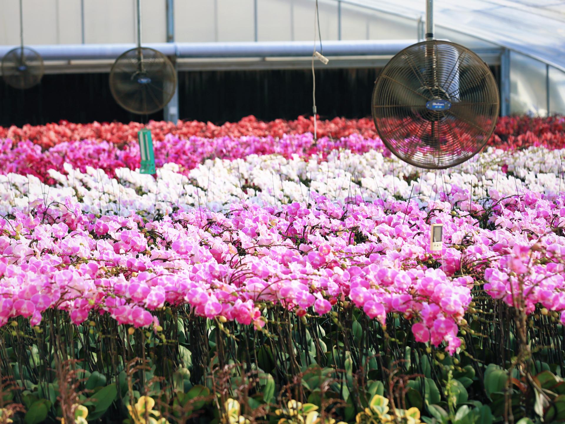 马年主题蝴蝶兰来啦！大兴61万盆年宵花批量上市