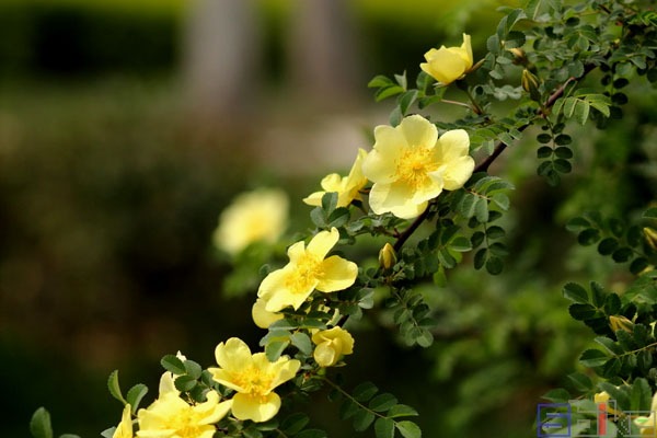 黄刺玫