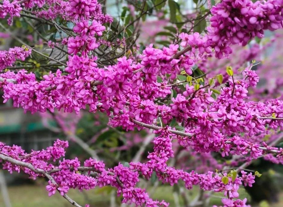 紫荆