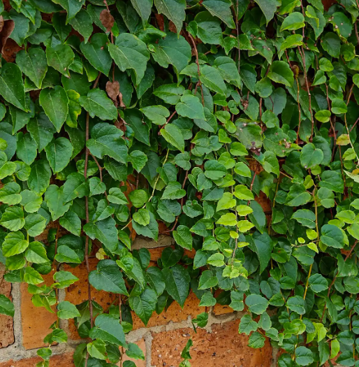 爬山虎