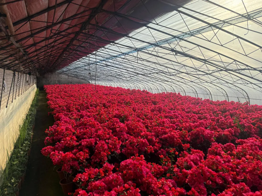 普兰店花卉产业产销两旺促振兴