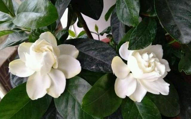  栀子花常见的病虫害有哪些