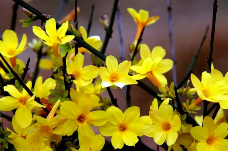 迎春花常见病害和防治