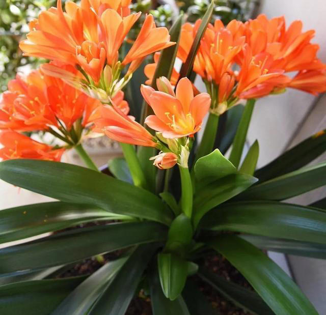 立春养花别瞎忙