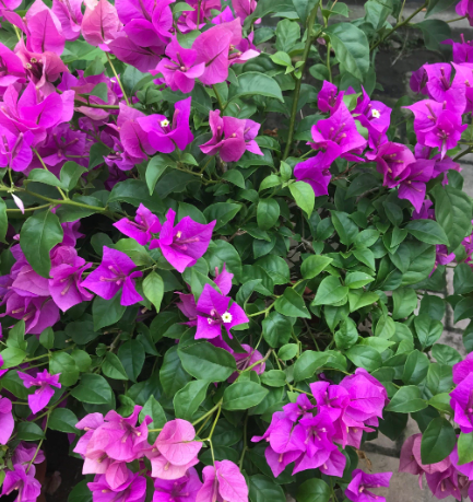 三角梅什么时候开花