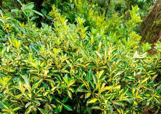 绿化带黄杨是什么品种