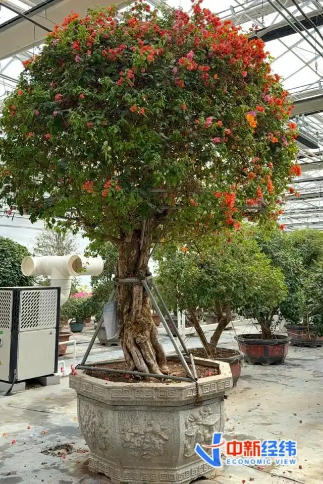 春来京城探花市：君子兰卖几十的和上万的有什么区别？