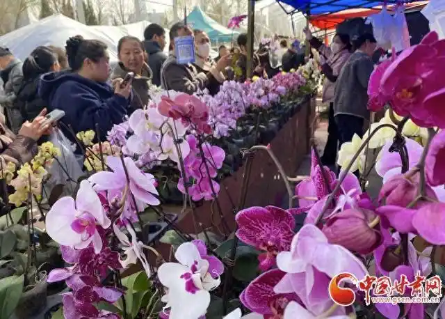 2026年兰州花卉展销会现场见闻