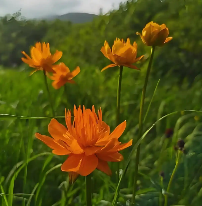 金莲花的栽种技巧和日常养护问题
