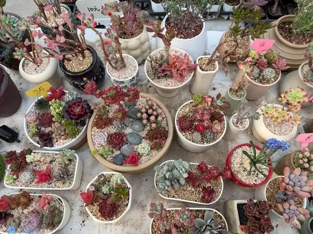 小盆栽&ldquo;扮靓&rdquo;新生活 绿植花卉市场迎来销售热潮